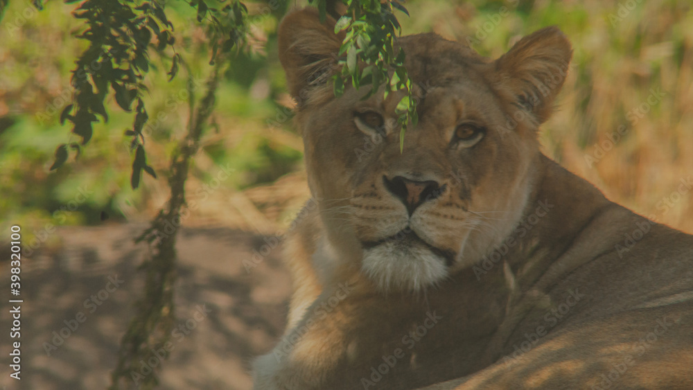 Naklejka premium lion in the grass