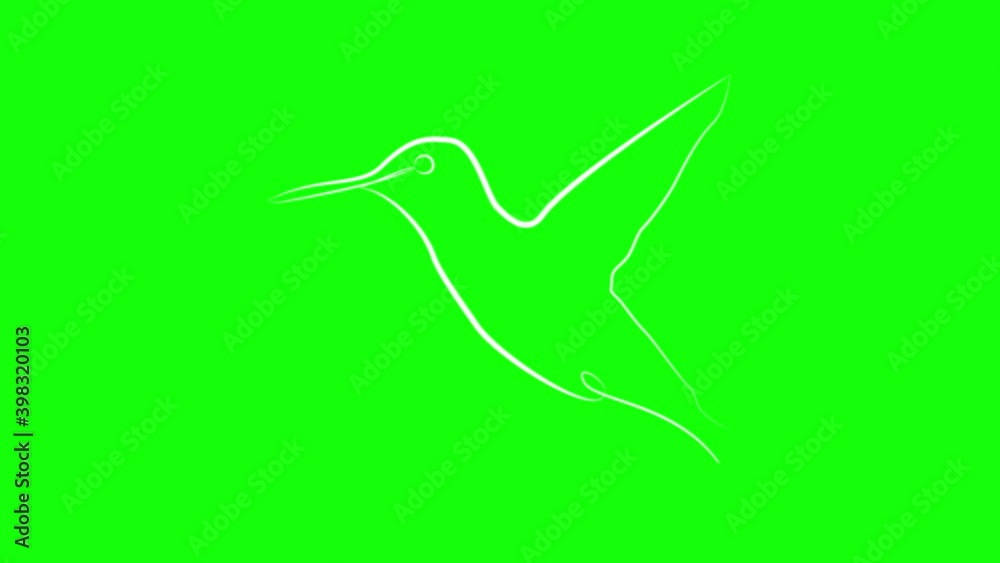 Hummingbird in one line. White line animation on green background Hummingbird in one line. White line animation on green background