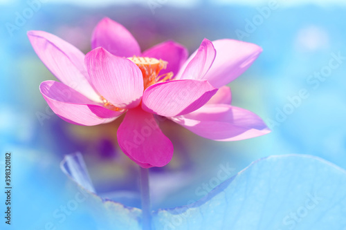 Photo macro of a beautiful pink Lotus flower