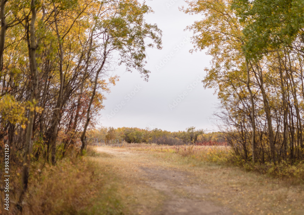 autumn in the forest