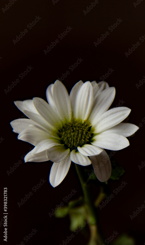 white flower isolated on dark background white flower isolated on dark background