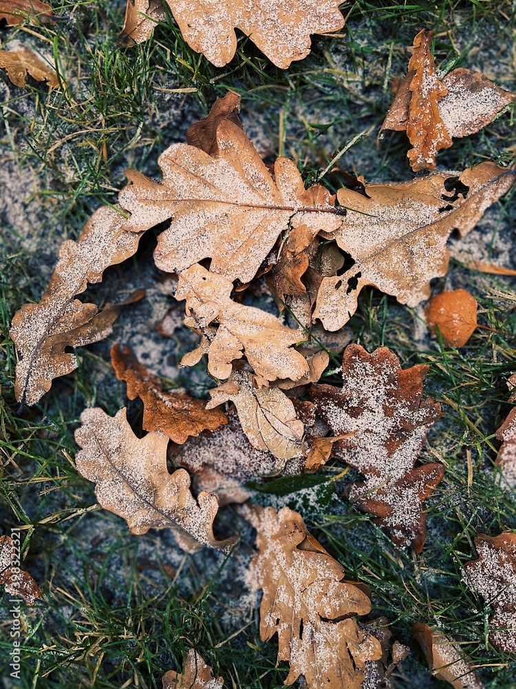 Dried brown autumn leaves lie on green grass and there is with snow. Autumn turns into winter. Vertical photo