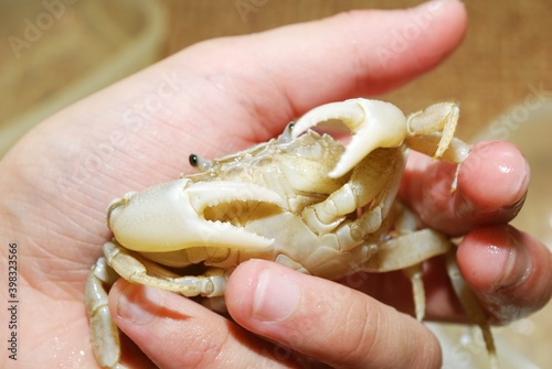 Freshwater river crab Potamon sp. in a hand, close-up. Italy. Wildlife, biology, zoology, carcinology, science, education, zoo laboratory, university, environmental damage and protection photo