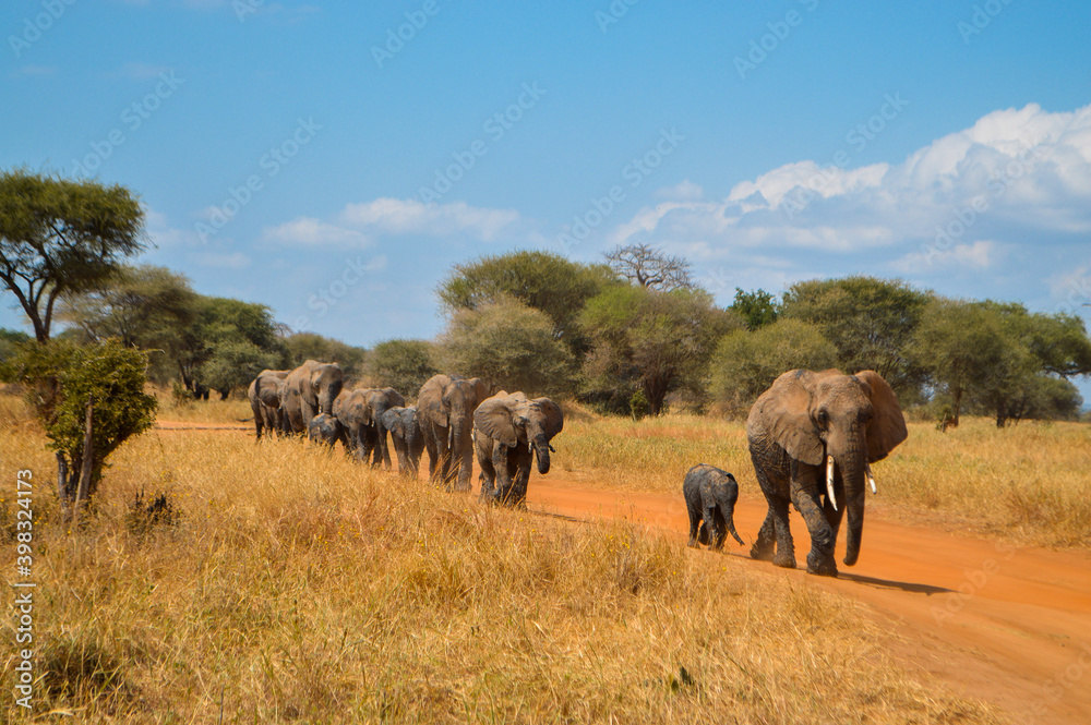 A family of elephants in Tanzania
