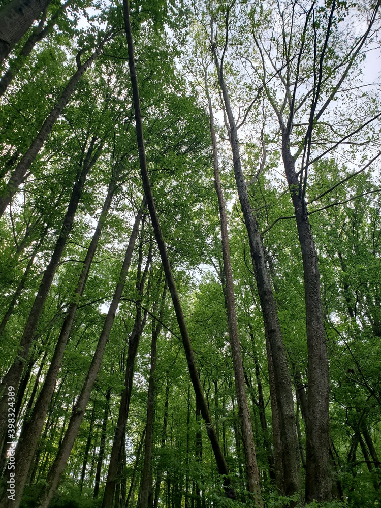 trees in the woods trees in the woods