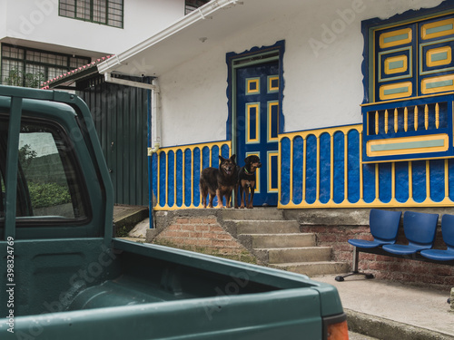 Shot of cute dogs behin photo