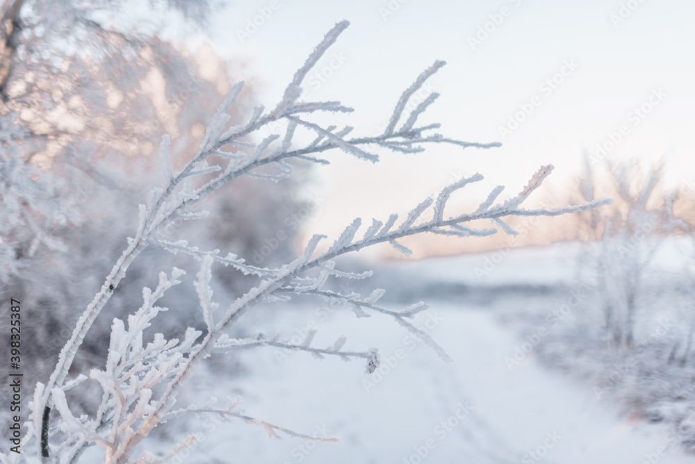 snow covered branches snow covered branches