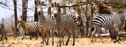 Zebras in the wild  Selous Game Reserve  Tanzania.