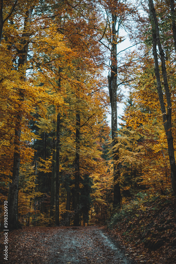 Mischwald in Herbst im Allgäu am Freibergsee