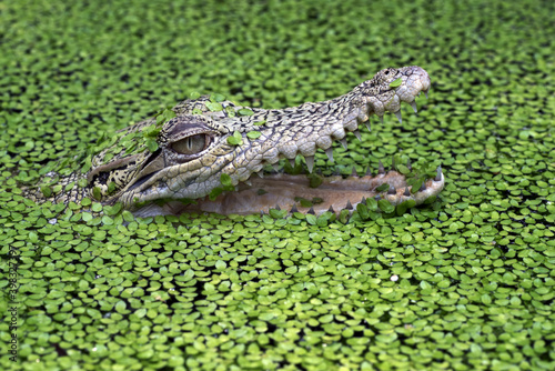 Tableau sur toile front view of saltwater crocodile, crocodiles among water algae