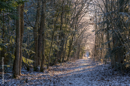 path in the woods