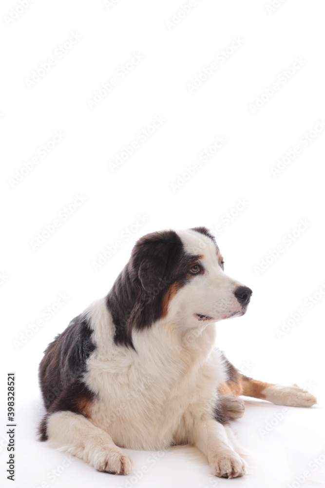 Australian shepherd dog lying on white background Australian shepherd dog lying on white background