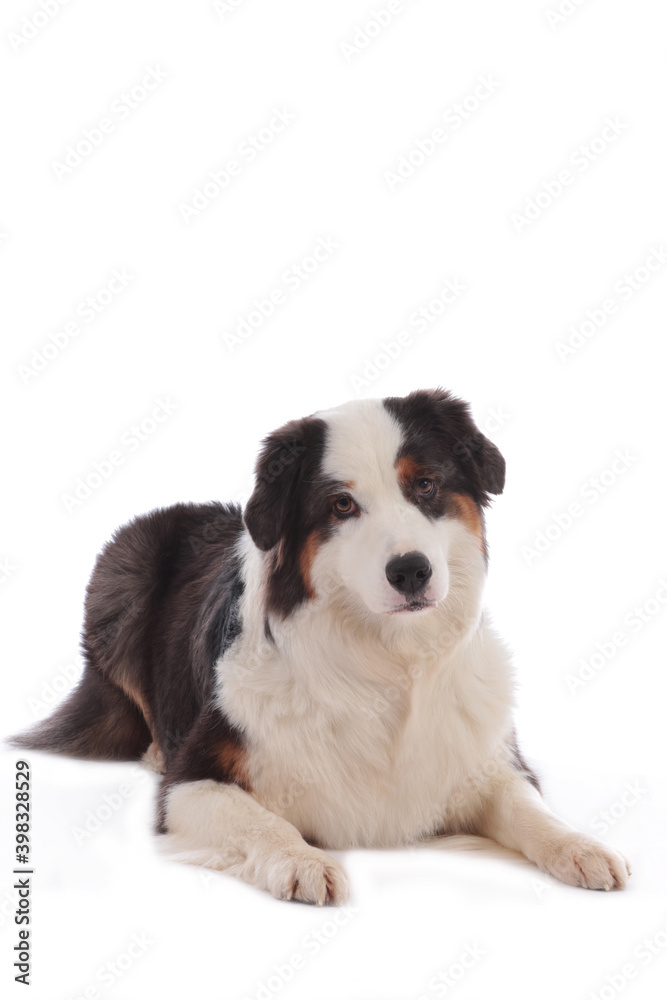 Australian shepherd dog lying on white background Australian shepherd dog lying on white background