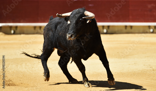 fighting bull with big horns on spain