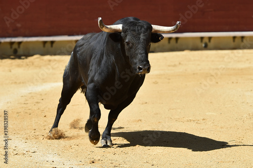 fighting bull with big horns on spain