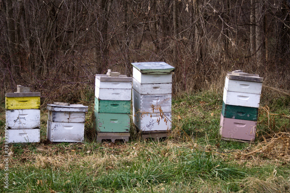 Colorful wooden beehives sit at the edge of the woods. Colorful wooden beehives sit at the edge of the woods.