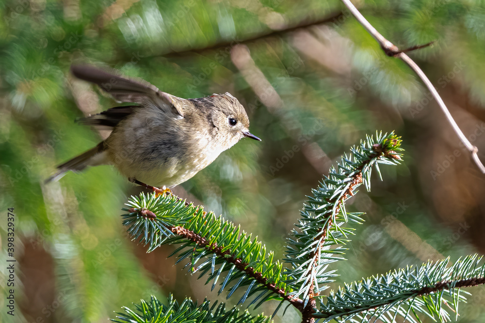 Naklejka premium Ruby-crowned Kinglet (Regulus calendula) in Search for Food