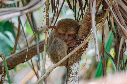 Canvas Print a monkey sitting in a tree