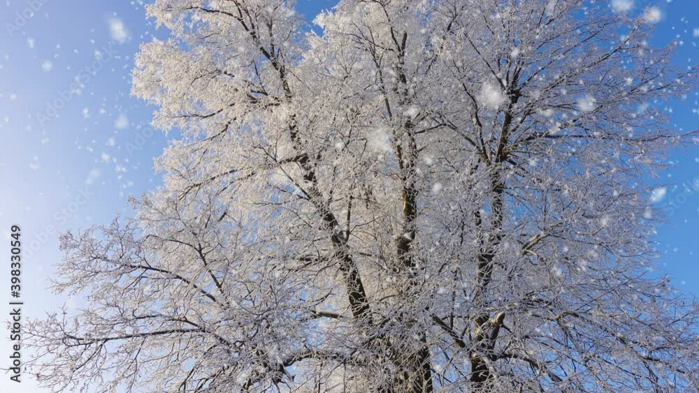Snowfall in winter in the forest, soft snowy christmas morning with falling snow. Winter landscape. Snow covered trees. Snowfall in winter in the forest, soft snowy christmas morning with falling snow. Winter landscape. Snow covered trees.