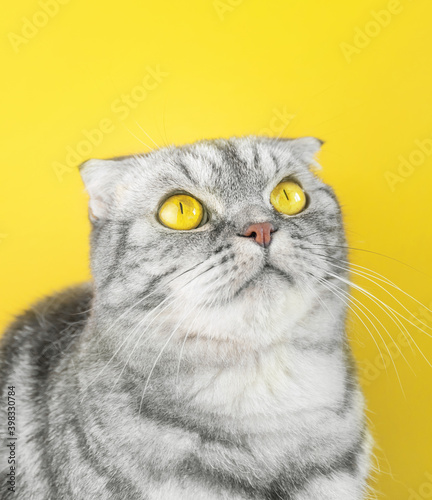 Portrait of a gray in black striped Scottish Fold cat with yellow eyes close-up on a yellow background. Illuminating and Ultimate Gray. Color year 2021 © Ольга Холявина