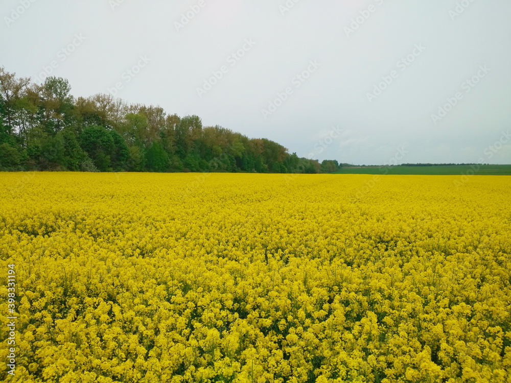 Fototapeta premium rapeseed field in spring