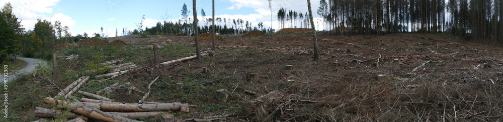 Panorama view of thinned out forest. Catastrophic forest dying in Germany, monoculture of spruce trees, by climate change, drought and immense increase of bark beetles - Harz mountains, Germany Panorama view of thinned out forest. Catastrophic forest dying in Germany, monoculture of spruce trees, by climate change, drought and immense increase of bark beetles - Harz mountains, Germany