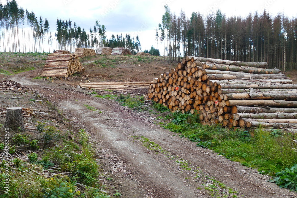 Large stacks of wood due to forest dying in Germany. In the background by climate change thinned forest with already dead high spruce trees - near Elbingerode, Harz mountains, Germany