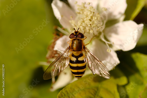 Close up of Hover fly , also known as Syrphid fly on Flower blossom