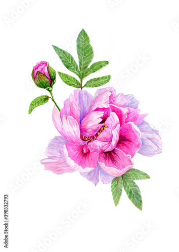 pink peony flower isolated © Elizaveta