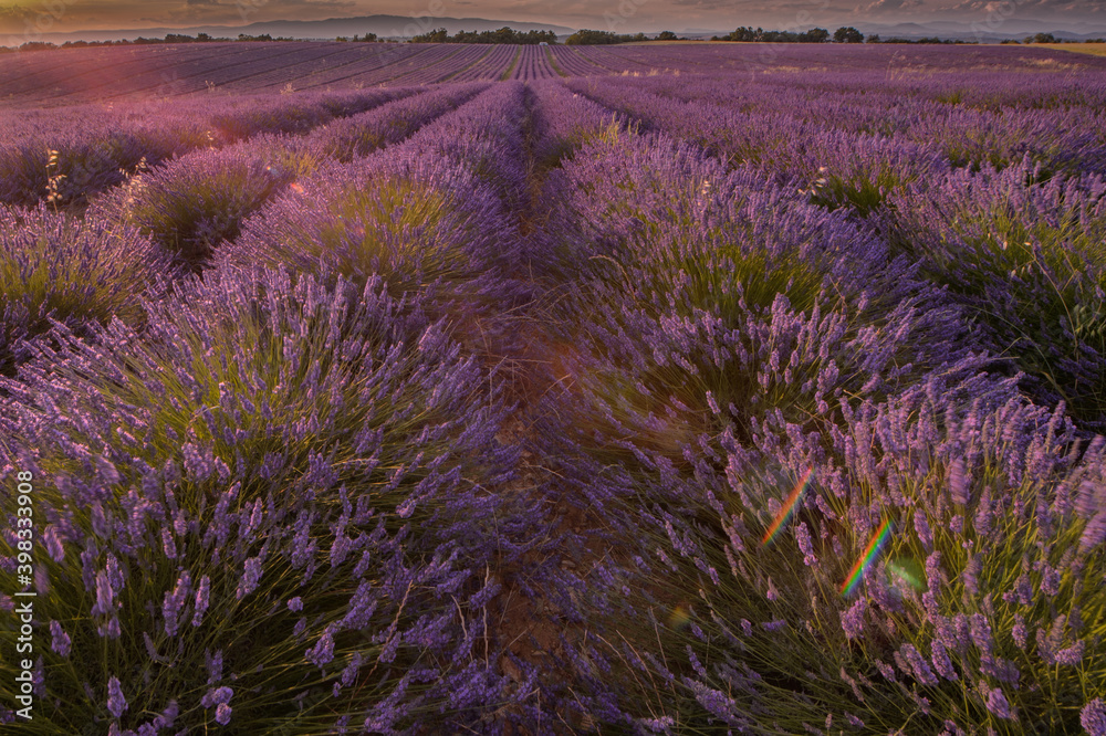 lavender field in provence at sunset