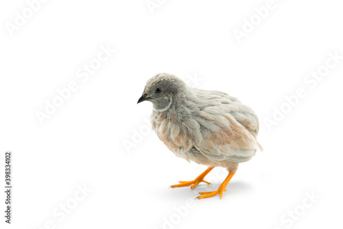 Chinese painted quail isolated on white bacground © Dmitry