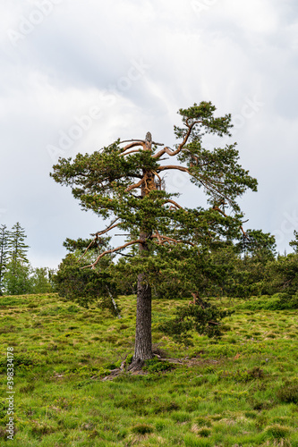 Lothar Path is a forest experience and educational path in the Schliffkopf Nature Reserve photo