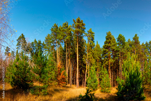 Fototapeta Naklejka Na Ścianę i Meble -  
forest, nature, landscape, green, summer, outdoors, sky, tree, blue, grass, trees, park, beautiful, background, travel, evening, sun, environment, green plant, background, natural, season, blue, park