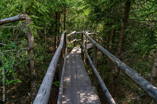 Fotografie Lothar Path is a forest experience and educational path in the Schliffkopf Natur
