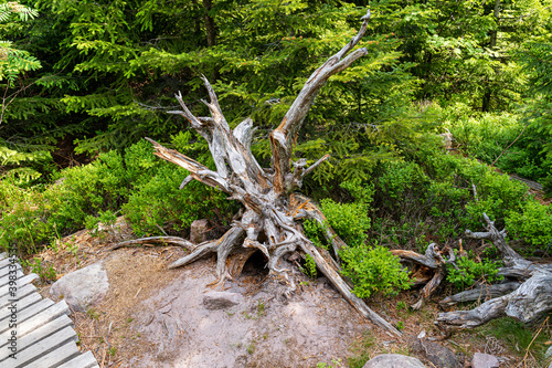 Foto Lothar Path is a forest experience and educational path in the Schliffkopf Natur