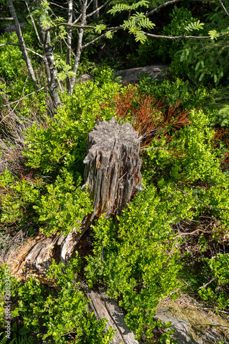 Fényképezés Lothar Path is a forest experience and educational path in the Schliffkopf Natur