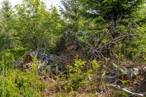 Canvastavla Lothar Path is a forest experience and educational path in the Schliffkopf Natur