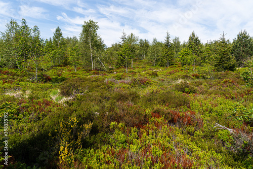 Φωτογραφία Lothar Path is a forest experience and educational path in the Schliffkopf Natur