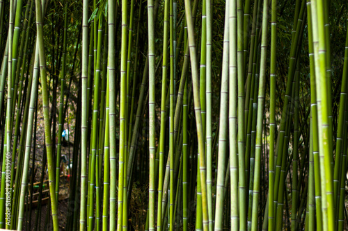 Wallpaper and background of nature  bamboo trees in garden.