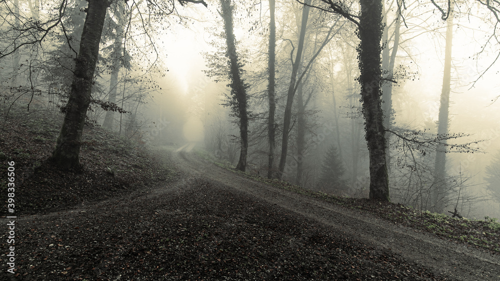 Fototapeta premium mystical forest