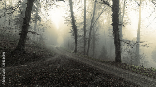 mystical forest