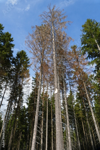 Catastrophic forest dying in Germany. Due to climate change caused drought, thinned forest with dead high spruce trees, which no longer have green but brown color - near Elbingerode, Harz, Germany