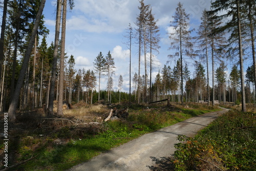 Fototapeta Naklejka Na Ścianę i Meble -  Catastrophic forest dying in Germany. Due to climate change caused drought, thinned forest with dead high spruce trees, which no longer have green but brown color - near Elbingerode, Harz, Germany