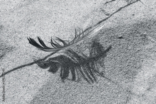feather on beach toned in ultimate grey