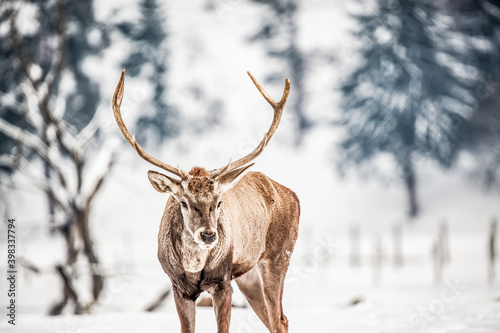 Fotografie noble deer male in winter snow