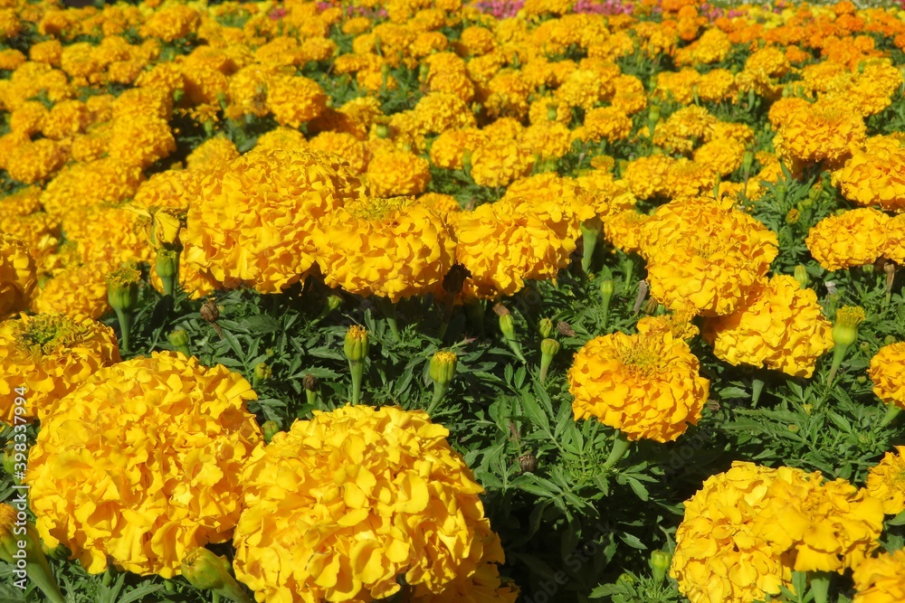 Orange Marigold flowers in the garden, closeup