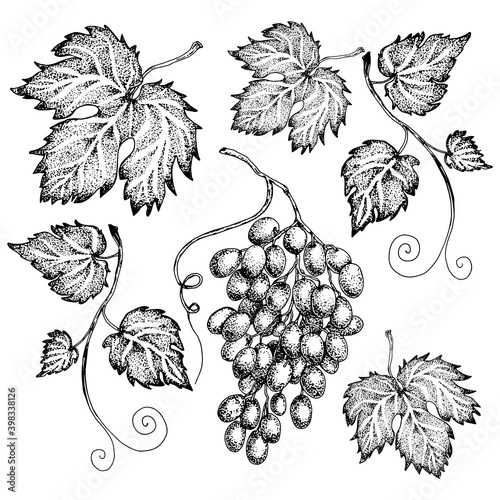 Monochrome set of leaves and bunches of grapes. Hand-drawn sketch
