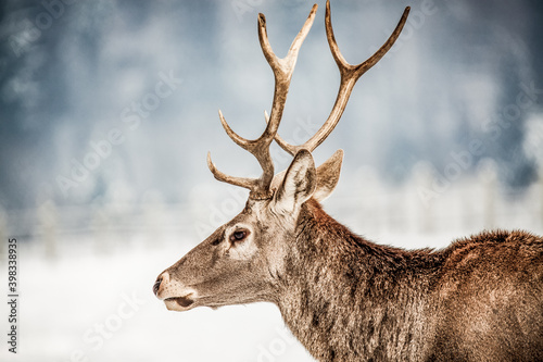 noble deer portrait in winter