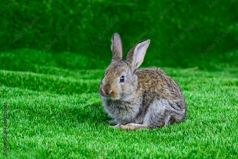 Fototapeta premium Little rabbit on green grass