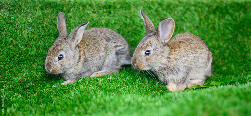 Fototapeta premium Two little rabbits on the grass